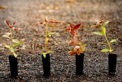 Govt is setting everyone up to fail on green claims