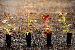 Govt is setting everyone up to fail on green claims