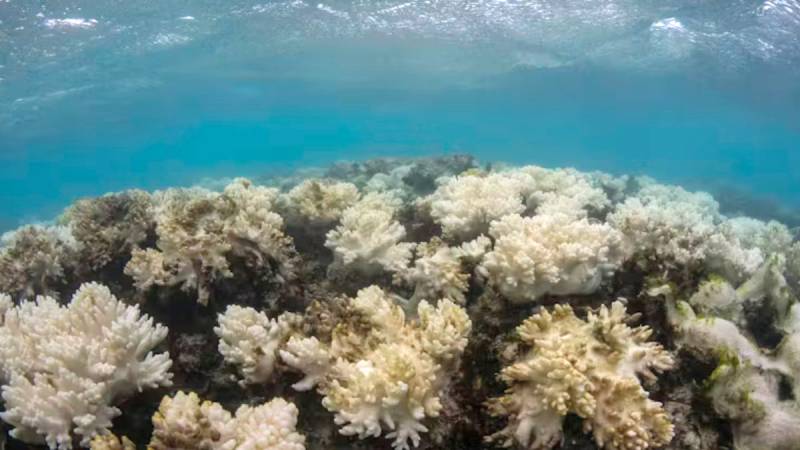 barrier reef