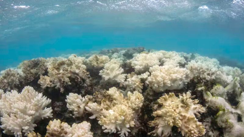 barrier reef