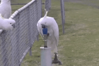Bins to bubblers: Clever cockatoos wow scientists