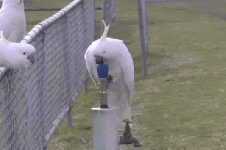 Bins to bubblers: Clever cockatoos wow scientists