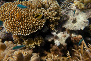 ‘Lifeline’ for coral at risk of rising sea temperatures