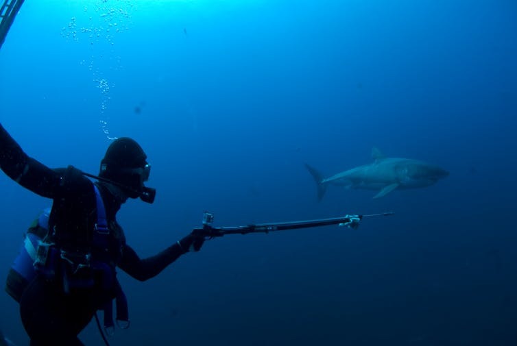 Jaws