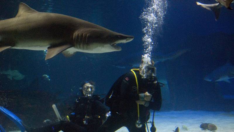 jaws at 50