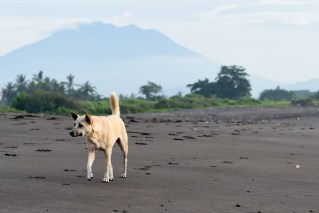 Bali rabies risk and what you need to know