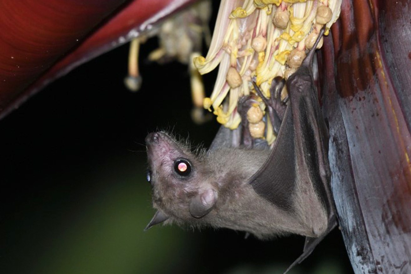 Leschenault’s rousette (<i>Rousettus leschenaultii</i>) on a banana plant in India.