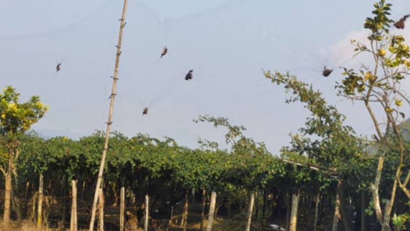 bats china virus