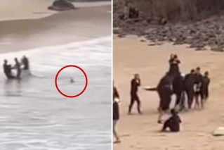 Shark attacks teen swimmer at NSW beach 