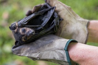 Man dies after catching rare bat virus