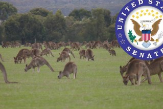 Why the US is weighing in on our kangaroo approach