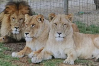 Lion lunges at woman in gruesome zoo attack