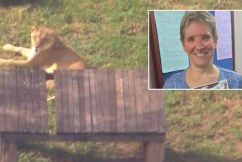 Lion 'just playing' in attack on woman: Zoo owner