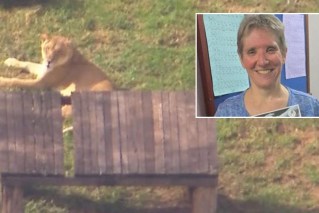 Lion 'just playing' in attack on woman: Zoo owner