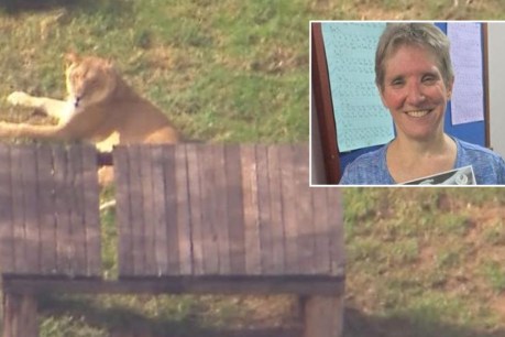 Lion 'just playing' in attack on woman: Zoo owner