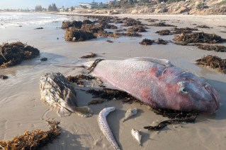 'Toxic to anything with gills': Algal bloom spreads