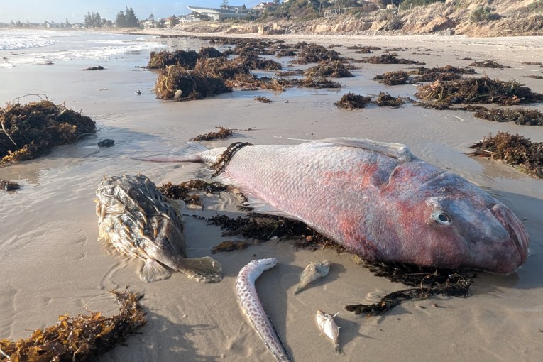 'Toxic to anything with gills': Algal bloom spreads
