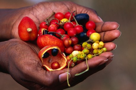Indigenous knowledge shaping a sustainable future