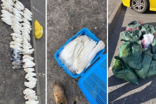 'Fell from sky': Hundreds of dead birds litter suburb