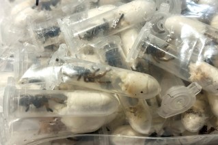 More than 1000 tarantulas found in sponge cake boxes