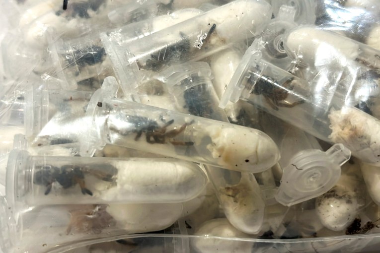 More than 1000 tarantulas found in sponge cake boxes