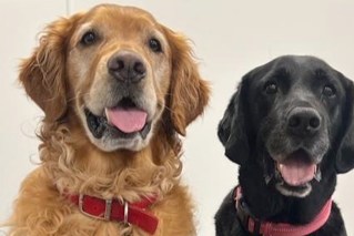 'High sensitivity': Trained dogs sniff out Parkinson’s