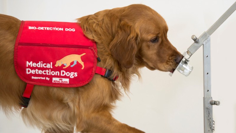 dogs parkinson's