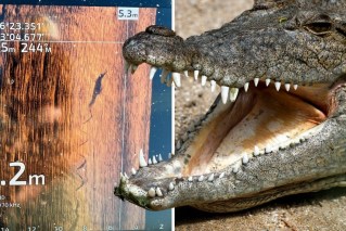 Croc shock! Noosa sighting sparks alarm