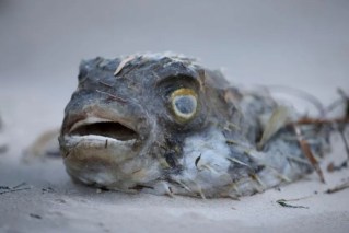 ‘When sea hurts, we hurt’: SA's toxic algal bloom