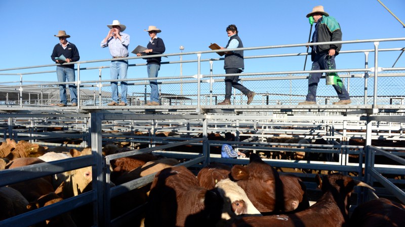 australia us beef