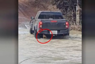 'Had no idea': Croc stuck under ute in infested water