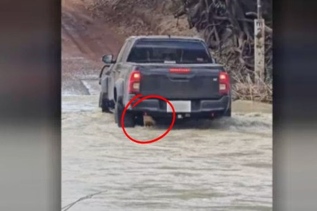 'Had no idea': Croc stuck under ute in infested water