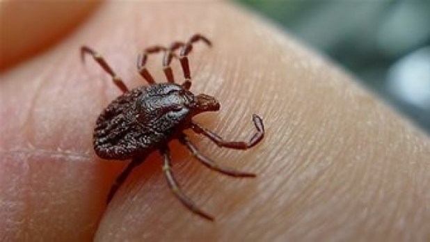Lyme disease