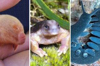 Ghost bats, turtle frogs: Native animals get to shine