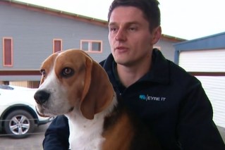 Beagles sniff out 'surreal' clue in grisly murder case