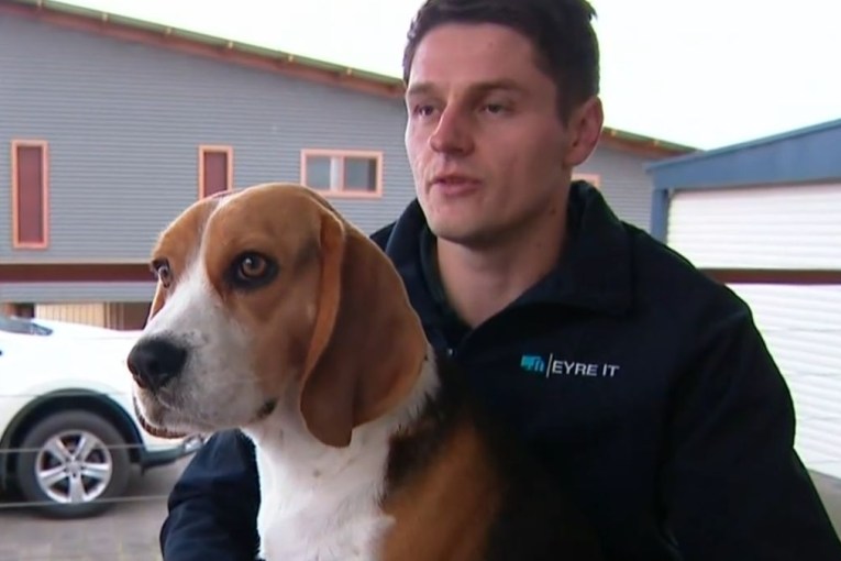 Beagles sniff out 'surreal' clue in grisly murder case