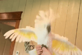 Body rolls and sidesteps: Cockatoos have moves