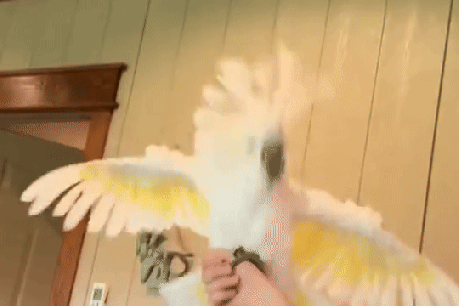 Body rolls and sidesteps: Cockatoos have moves