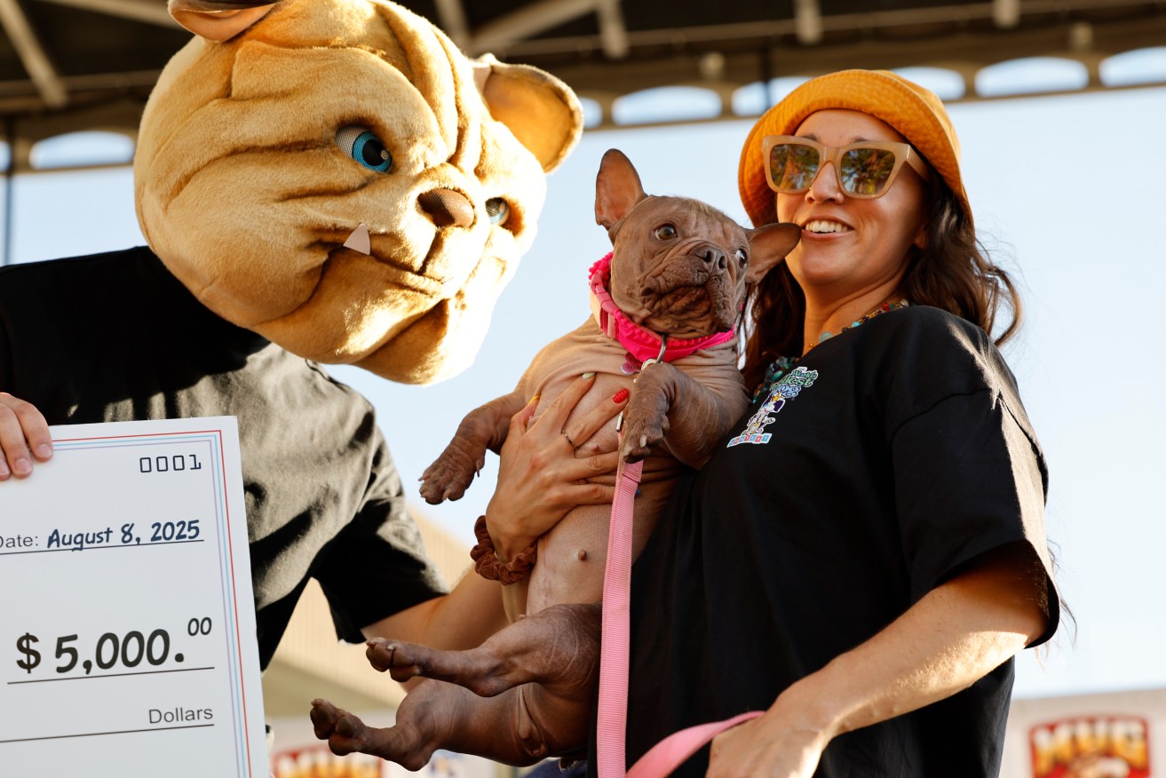 Petunia's hairless skin, stunted legs and wrinkled face have helped her win the Ugliest Dog Contest.
