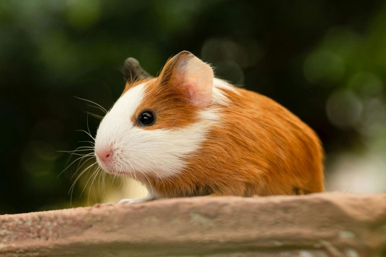 Inmates allegedly made a meal of guinea pigs