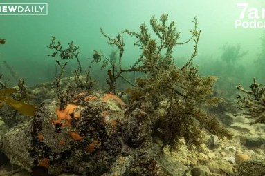 The giant cuttlefish and the deadly algal bloom