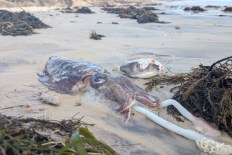 SA algal bloom may put entire species at risk