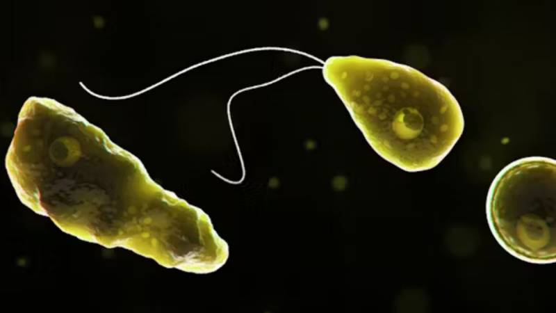 amoeba queensland water