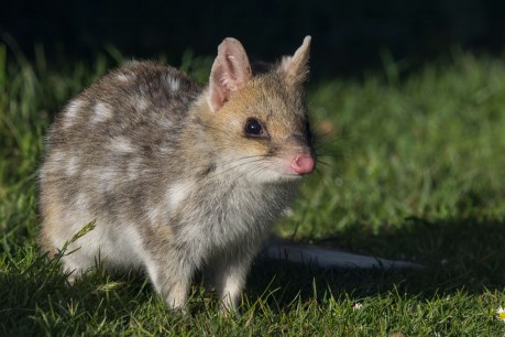 Ten top spots to see remarkable wildlife