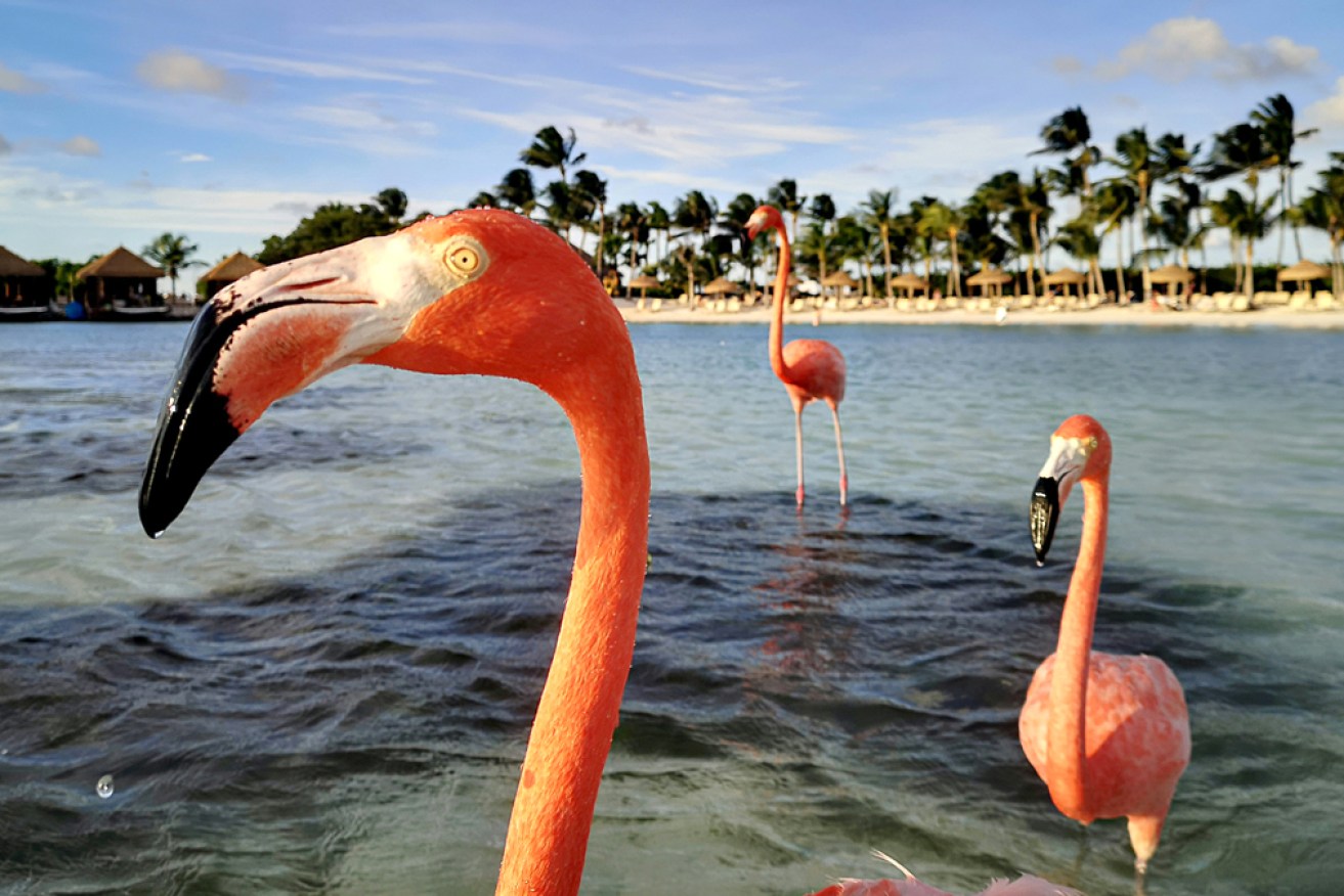 Oh, to be an island flamingo in Aruba.