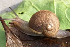 Why a nation is looking for this snail's girlfriend