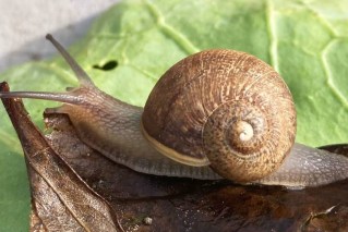 Why a nation is looking for this snail's girlfriend