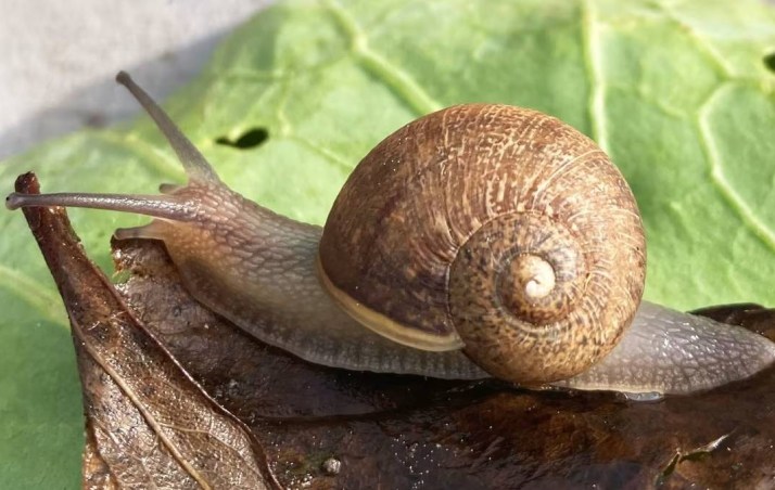 Why a nation is looking for this snail's girlfriend