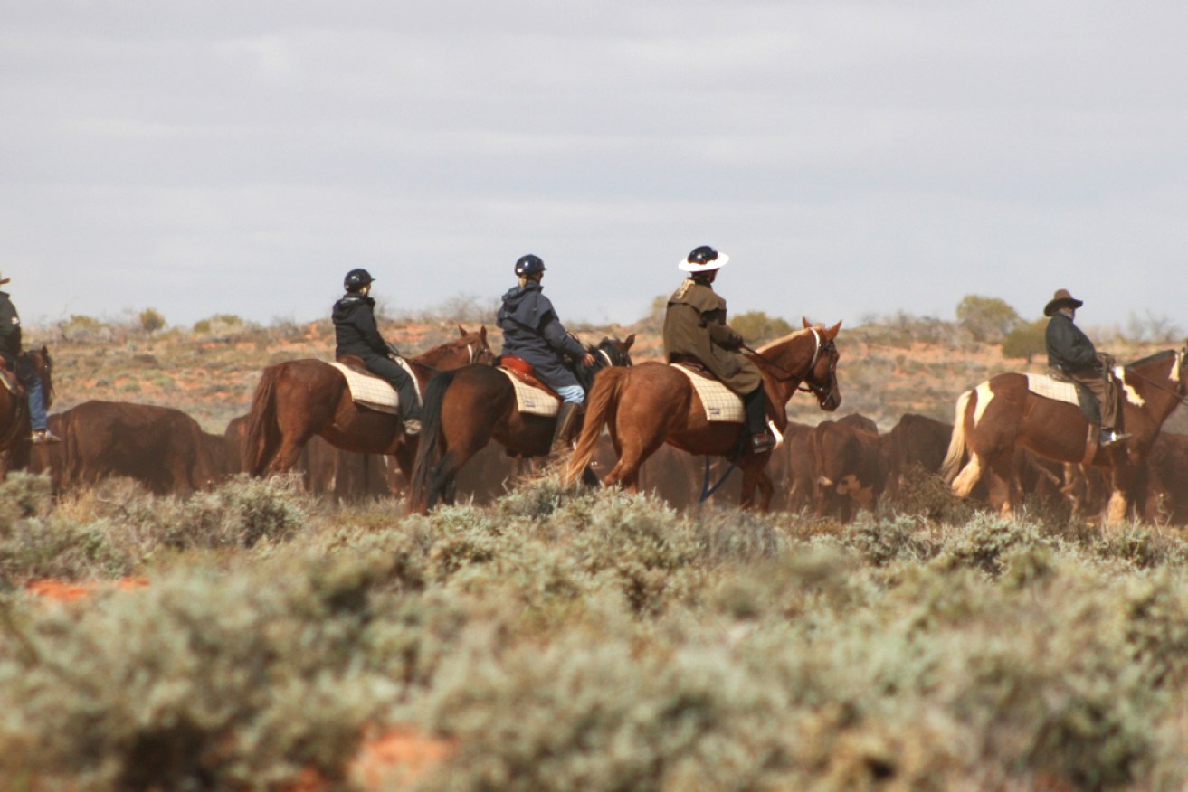 Tourists help muster cattle across the world's largest working cattle station at Anna Creek in South Australia.