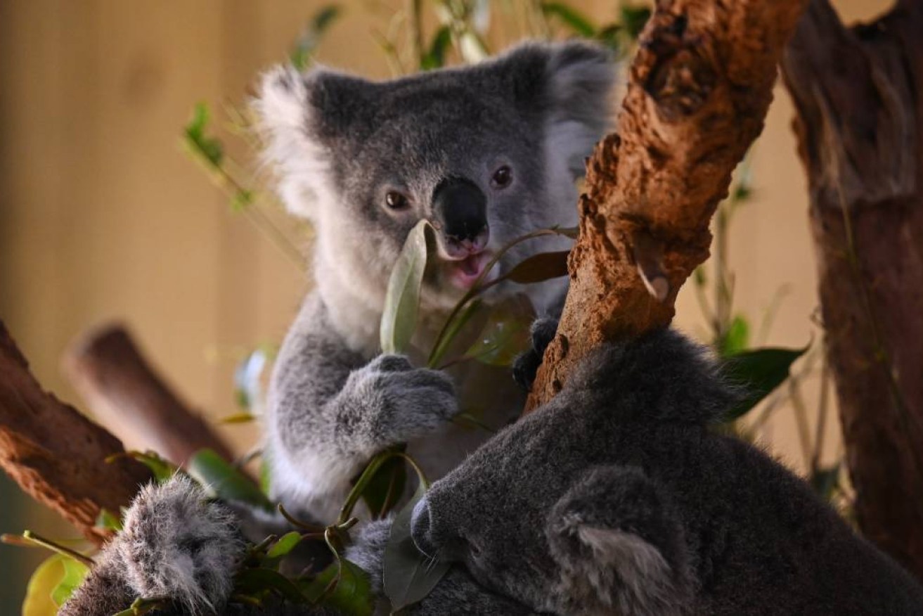 A 476,000-hectare national park will protect more than 12,000 koalas in northern NSW.